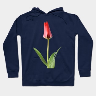 Tulipa  &#39;Marquis de la Coquette&#39;    Greigii Group Tulip Hoodie